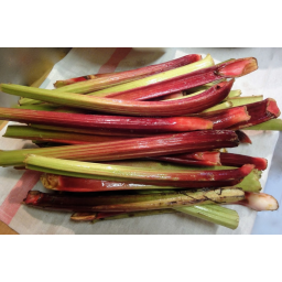 Rhubarbe